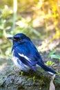 Oriental Magpie Robin on sugarcane field forest at Manikgonj, Dhaka, Bangladesh. Royalty Free Stock Photo