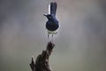 Oriental Magpie-Robin Royalty Free Stock Photo