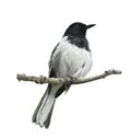 Oriental Magpie Robin Royalty Free Stock Photo