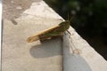 Oriental migratory locust (Locusta migratoria manilensis) enjoying morning sun : (pix Sanjiv Shukla)