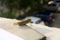 Oriental migratory locust (Locusta migratoria manilensis) enjoying morning sun : (pix Sanjiv Shukla)