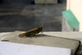 Oriental migratory locust (Locusta migratoria manilensis) enjoying morning sun : (pix Sanjiv Shukla)