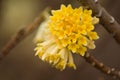 Flowers of Edgeworthia chrysantha Royalty Free Stock Photo