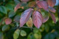 Japanese Persimmon Diospyros kaki Bordeaux-red autumn leaves