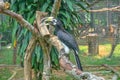 Oriental Pied Hornbill Anthracoceros albirostris