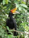 Oriental Pied Hornbill