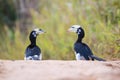 Oriental pied hornbill