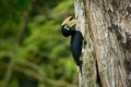 Oriental Pied-Hornbill - Anthracoceros albirostris large canopy-dwelling bird belonging to the Bucerotidae feeding on the nest Royalty Free Stock Photo