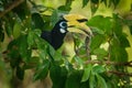 Oriental Pied-Hornbill - Anthracoceros albirostris large canopy-dwelling bird belonging to the Bucerotidae Royalty Free Stock Photo