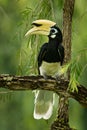 Oriental Pied-Hornbill - Anthracoceros albirostris large canopy-dwelling bird belonging to the Bucerotidae Royalty Free Stock Photo