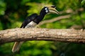 Oriental Pied-Hornbill - Anthracoceros albirostris large canopy-dwelling bird belonging to the Bucerotidae Royalty Free Stock Photo