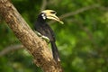 Oriental Pied-Hornbill - Anthracoceros albirostris large canopy-dwelling bird belonging to the Bucerotidae Royalty Free Stock Photo