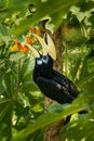 Oriental Pied-Hornbill - Anthracoceros albirostris large canopy-dwelling bird belonging to the Bucerotidae Royalty Free Stock Photo