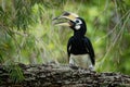 Oriental Pied-Hornbill - Anthracoceros albirostris large canopy-dwelling bird belonging to the Bucerotidae. Other common names are Royalty Free Stock Photo