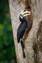 Oriental Pied-Hornbill - Anthracoceros albirostris large canopy-dwelling bird belonging to the Bucerotidae. Other common names are Royalty Free Stock Photo