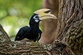 Oriental Pied-Hornbill - Anthracoceros albirostris large canopy-dwelling bird belonging to the Bucerotidae. Other common names are Royalty Free Stock Photo