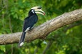 Oriental Pied-Hornbill - Anthracoceros albirostris large canopy-dwelling bird belonging to the Bucerotidae. Other common names are Royalty Free Stock Photo