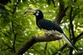 Oriental Pied-Hornbill - Anthracoceros albirostris large canopy-dwelling bird belonging to the Bucerotidae. Other common names are Royalty Free Stock Photo