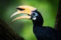 Oriental Pied-Hornbill - Anthracoceros albirostris large canopy-dwelling bird in Bucerotidae, sunda pied hornbill convexus and Royalty Free Stock Photo