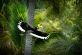 Oriental Pied-Hornbill - Anthracoceros albirostris large canopy-dwelling bird in Bucerotidae, sunda pied hornbill convexus and Royalty Free Stock Photo