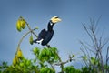 Oriental Pied-Hornbill - Anthracoceros albirostris large canopy-dwelling bird in Bucerotidae, sunda pied hornbill convexus and Royalty Free Stock Photo