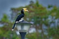 Oriental Pied-Hornbill - Anthracoceros albirostris large canopy-dwelling bird in Bucerotidae, sunda pied hornbill convexus and Royalty Free Stock Photo