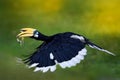 Oriental Pied-Hornbill - Anthracoceros albirostris large canopy-dwelling bird in Bucerotidae, sunda pied hornbill convexus and Royalty Free Stock Photo