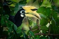 Oriental Pied-Hornbill - Anthracoceros albirostris large canopy-dwelling bird in Bucerotidae, sunda pied hornbill convexus and Royalty Free Stock Photo