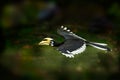 Oriental Pied-Hornbill - Anthracoceros albirostris large canopy-dwelling bird in Bucerotidae, sunda pied hornbill convexus and Royalty Free Stock Photo