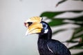 Oriental Pied Hornbill (Anthracoceros albirostris) in Malaysia