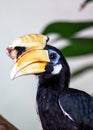 Oriental Pied Hornbill (Anthracoceros albirostris) in Malaysia Royalty Free Stock Photo