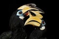 Oriental Pied-hornbill - Anthracoceros albirostris