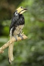 Oriental Pied-hornbill - Anthracoceros albirostris Royalty Free Stock Photo