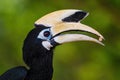 Oriental Pied-hornbill - Anthracoceros albirostris Royalty Free Stock Photo