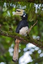 Oriental Pied-hornbill - Anthracoceros albirostris Royalty Free Stock Photo