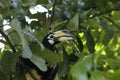 Oriental Pied Hornbill