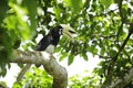 Oriental Pied Hornbill