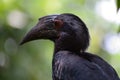 Oriental Pied Hornbill