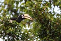 Oriental pied hornbill