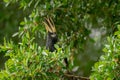 Oriental Pied Hornbill are feeding on rain forest