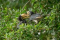 Oriental Pied Hornbill are feeding on rain forest