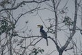 Oriental pied Hornbill in the forest.