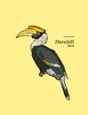 Oriental Pied Hornbill, hand draw sketch vector.