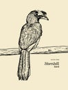 Oriental Pied Hornbill, hand draw sketch vector. Royalty Free Stock Photo
