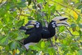 Oriental Pied Hornbill