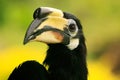 Oriental Pied Hornbill, Sepilok, Borneo, Malaysia Royalty Free Stock Photo