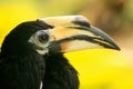 Oriental Pied Hornbill, Sepilok, Borneo, Malaysia