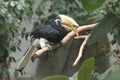 Oriental Pied Hornbill