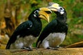 Oriental pied hornbills