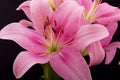 Oriental Pink Lilly